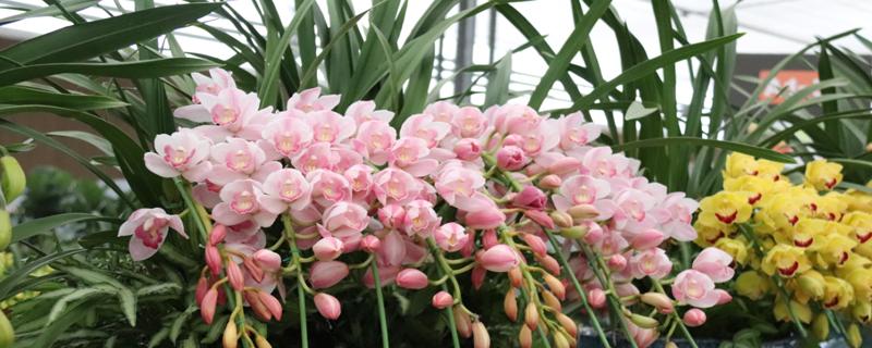 兰花的花语和象征意义 兰花语意和寓意