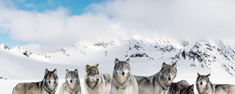 狼种类 狼种类名字图片大全