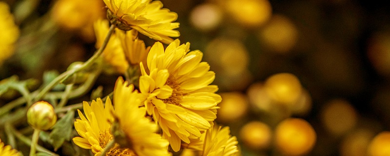 8月份开的花有哪些(8月的花有什么开)