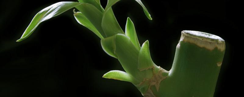 新买的富贵竹怎么养 新买的富贵竹怎么养活里面加什么