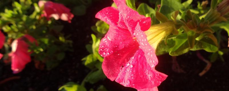 牵牛花寓意和象征（牵牛花象征的意义）