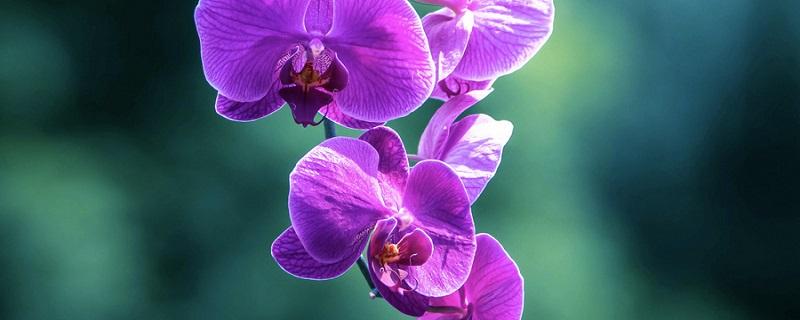 蝴蝶兰开花时间是几点左右（蝴蝶兰开花时间是几点左右拟人句）
