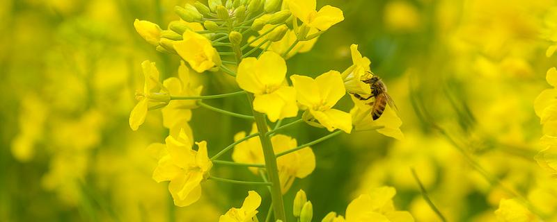 直播油菜什么时候施肥（油菜直播施什么底肥）