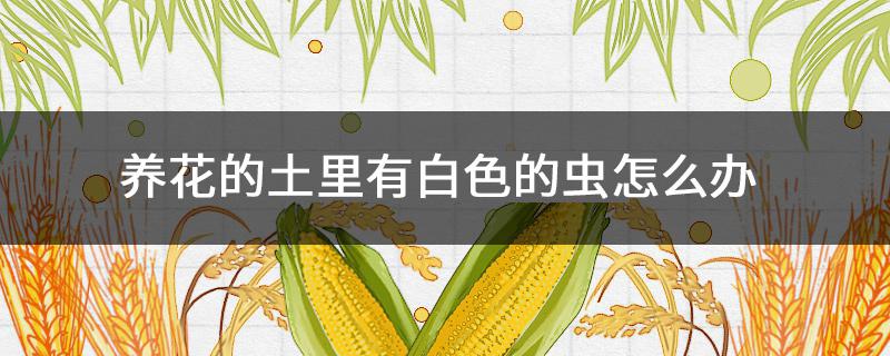 养花的土里有白色的虫怎么办 花土里有白色的虫子怎么办
