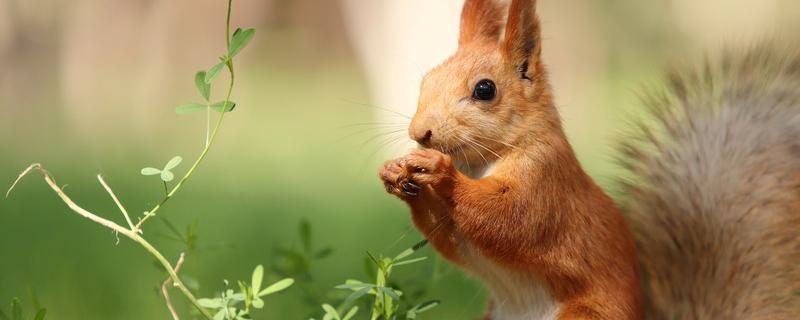 松鼠有哪些品种（南方松树有哪些品种）