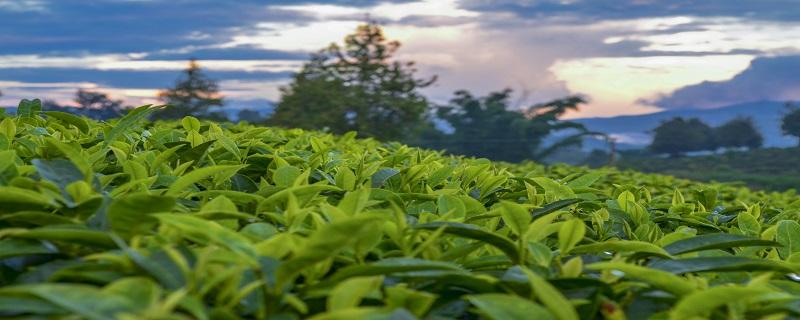 茶的品种 茶叶的种类和品名