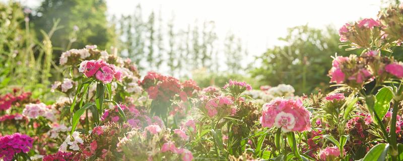 花的雌蕊由什么组成（凤仙花的雌蕊由什么组成）