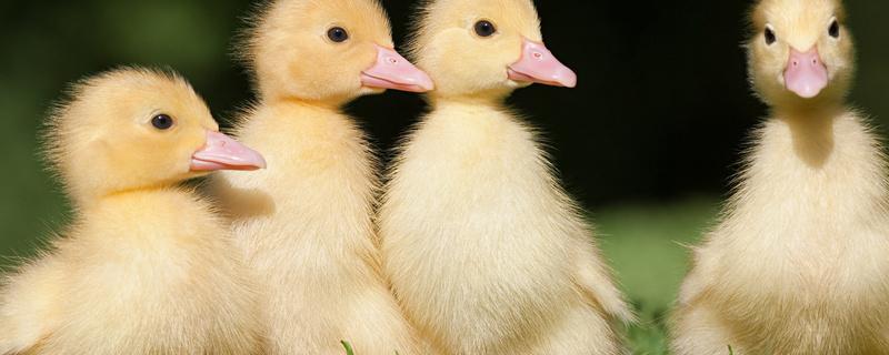 小鸭子怎么养 小鸭子怎么养不活