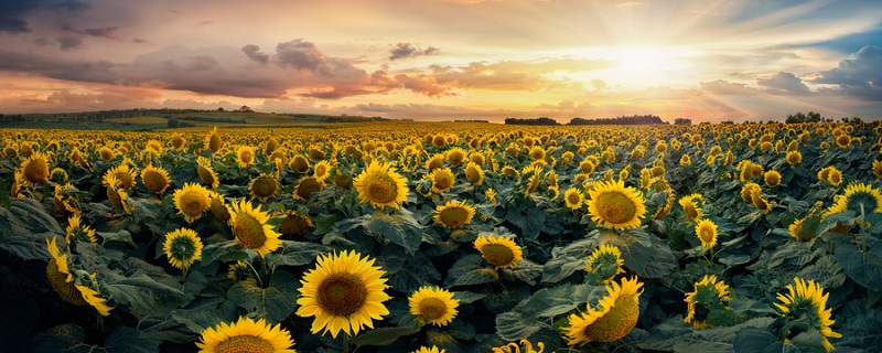 向日葵开花时间是几点左右(向日葵开花时间是几点左右一天之内)