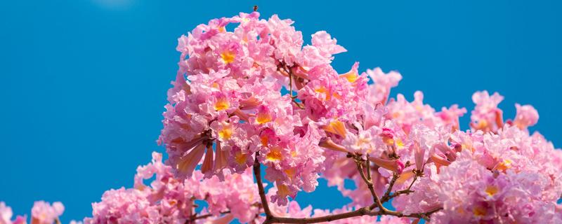 高雪轮的花语是什么 高雪轮的花语来源