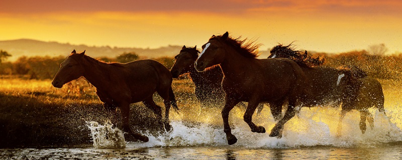 马是怎么交流配的（马是怎么交流配的全都漏）