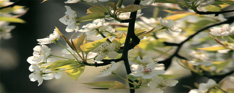 梨树病虫害防治（七月梨树病虫害防治）