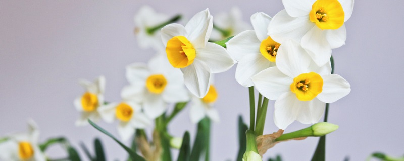 水仙花在一天的几点钟开花 水仙花在一天中的几点开花