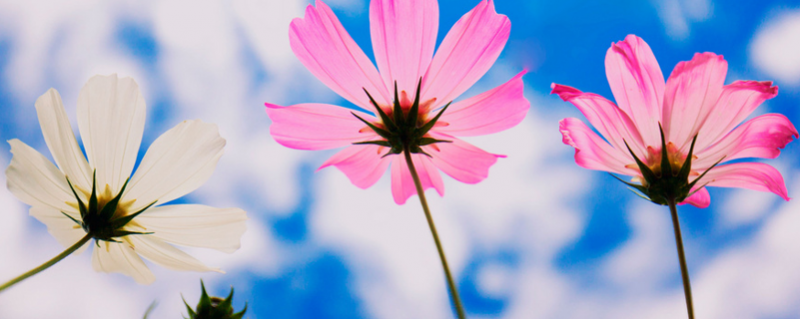 格桑花花语（格桑花花语爱情）