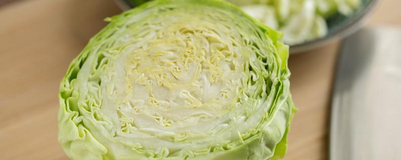 卷心菜和包菜的区别 卷心菜和包菜的区别视频