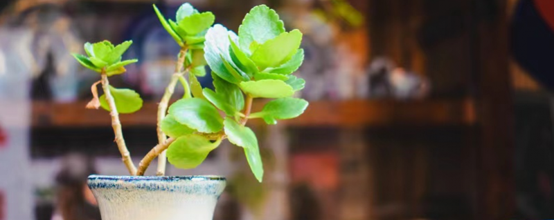 八方来财树的养殖方法和注意事项 八方来财树的养殖方法和注意事项水养