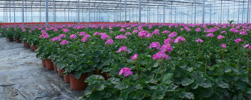 盆花脱水如何挽救，花盆脱盆方法 盆栽脱水后怎么处理