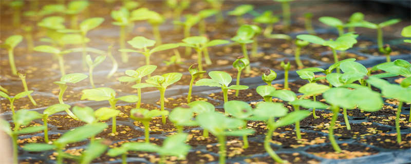 常见的氮肥有哪些（哪些是氮肥）