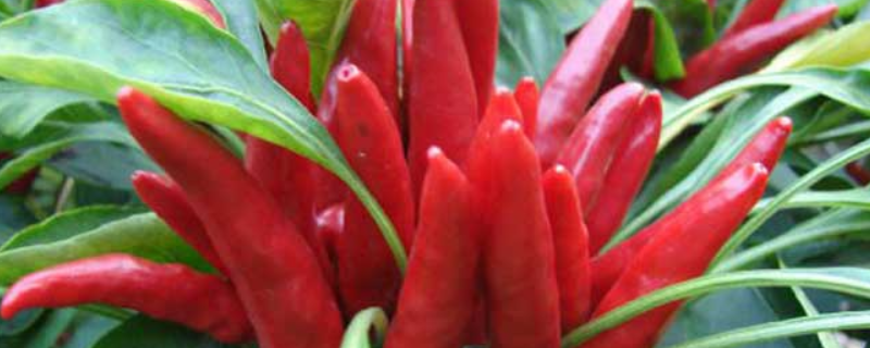 三樱椒怎么种，有哪些种植技术要点（三樱椒种植技术及病虫害防治）