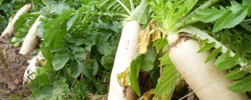 萝卜的种植时间，附种植方法（萝卜怎么种植方法如下）