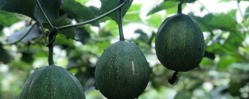 如何种植瓜蒌，这三点需要掌握（瓜蒌的栽培技术）