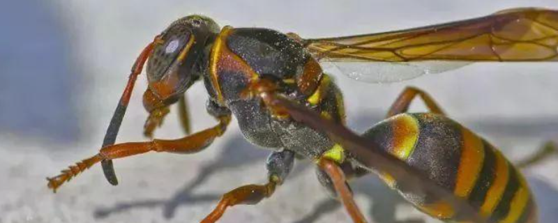 胡蜂(马蜂)养殖技术及注意事项,附养殖方式