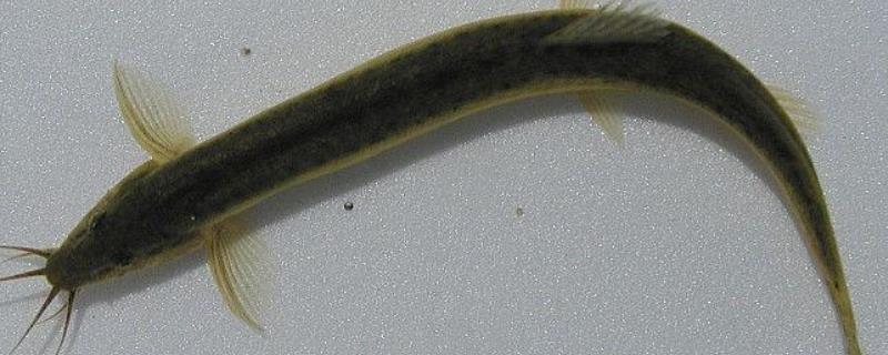 莲藕田泥鳅养殖技术，注意施用肥水（莲藕田里能不能养泥鳅）