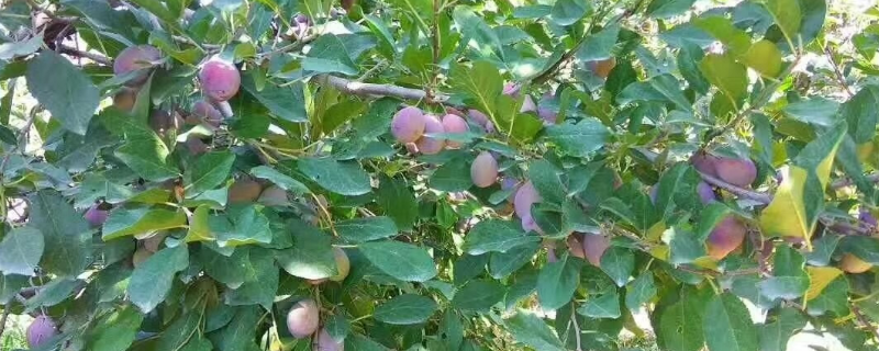 新疆西梅树苗的价格,种植几年开始结果