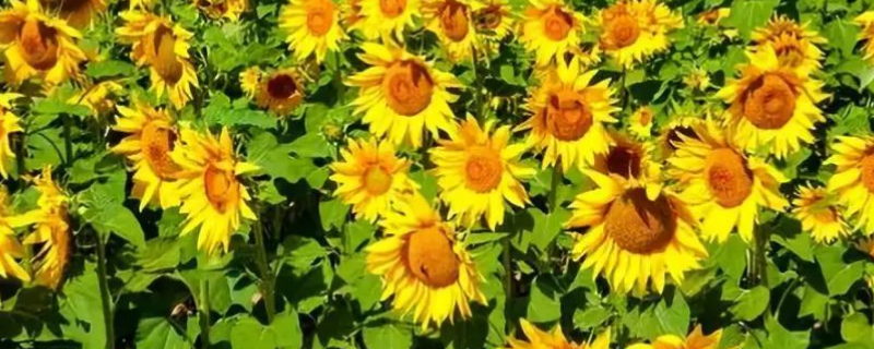 向日葵种植和管理方法有哪些,注意这三点