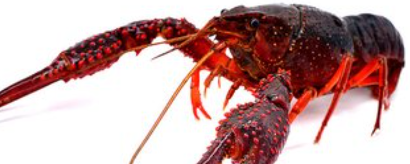 龙虾苗培育技术，龙虾亲虾培育（龙虾苗繁育技术）