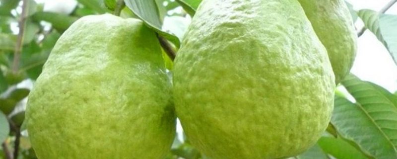 怎么种珍珠番石榴，有哪些种植技术（珍珠番石榴如何培育嫁接苗）