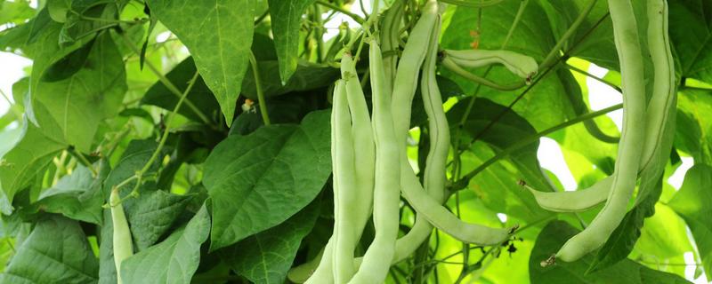 露地有机菜豆春季种植方法,怎样进行田间管理