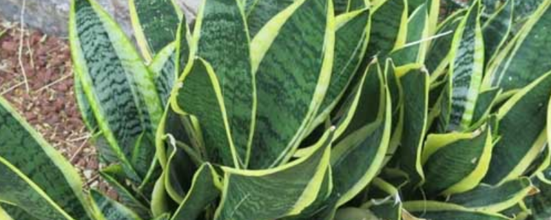 金边虎皮兰的繁殖方法，附养殖方法（金边虎皮兰的繁殖方法和注意事项）