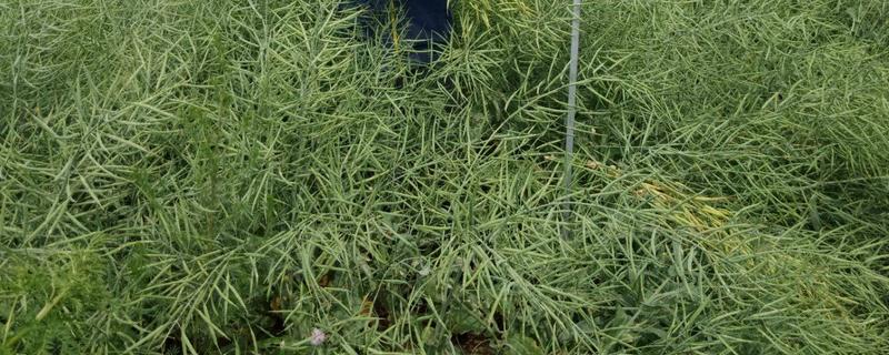 菜籽播种时间，附种植方法（种菜籽什么时候种）