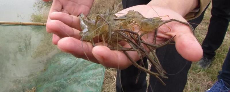 青虾高效稻田养殖技术是怎样（基本农田可以稻虾养殖）