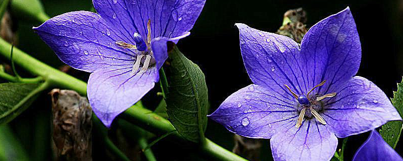 江苏种植什么药材赚钱 江苏种植什么药材赚钱好