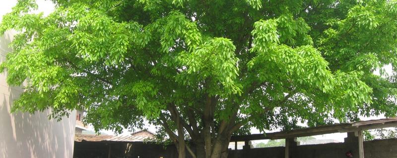 大叶榕养殖要求，附繁殖方法（大叶水榕怎么繁殖）