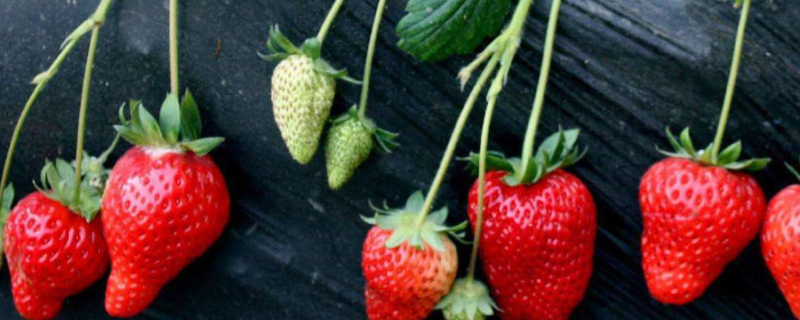 夏天可以种的水果有哪些,附夏天种植注意事项