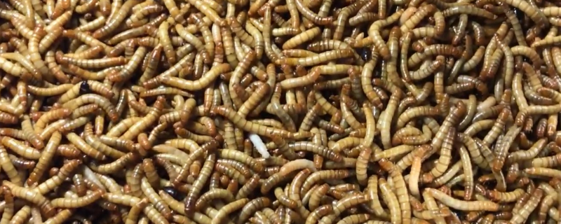 面包虫的养法，有哪些要点 面包虫应该怎么养