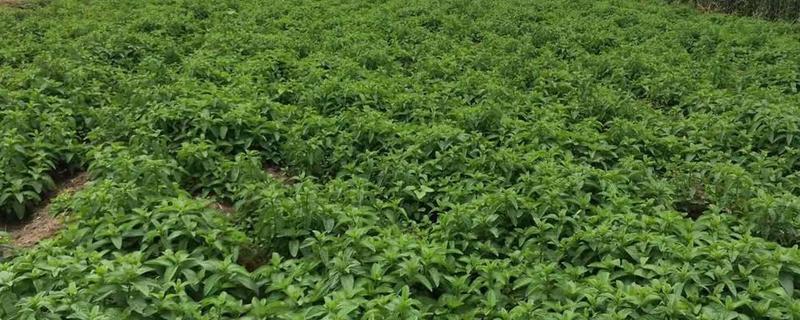 中药材的种植方法，有哪些要点（中药种植知识）