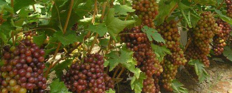 葡萄苗安全越冬技术,附葡萄种植技术要点