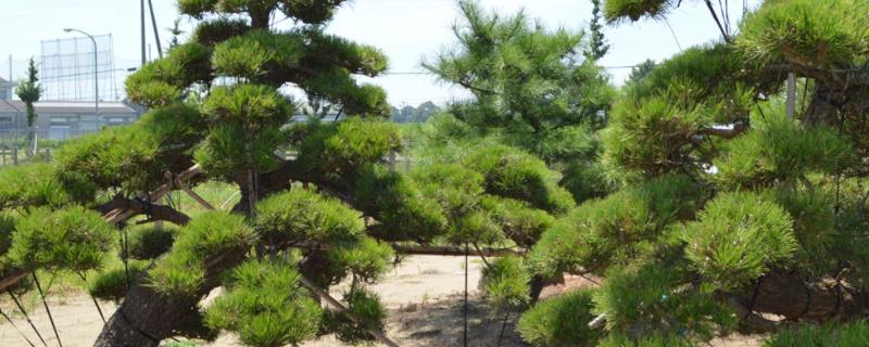 养黑松用什么土，附黑松盆景的制作（黑松盆景用土怎么配）