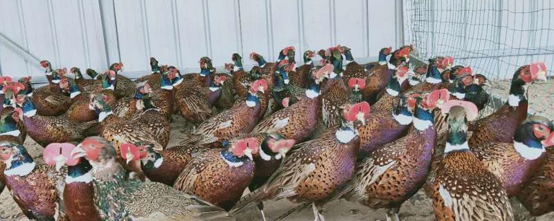 山鸡的养殖方法，有哪些注意事项 山鸡怎么养殖技术