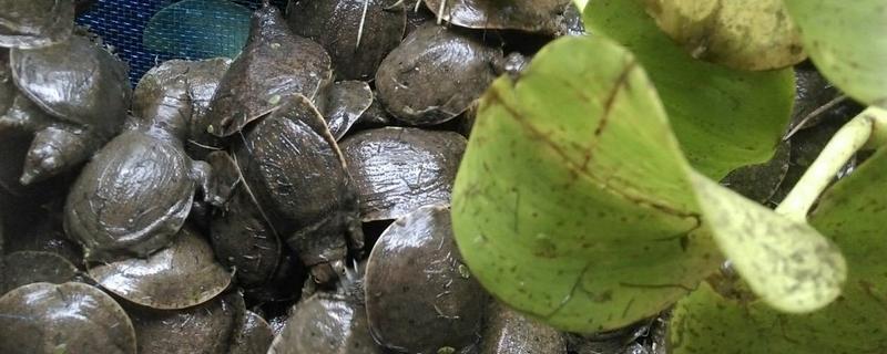 小甲鱼苗的养法，甲鱼有什么生活习性