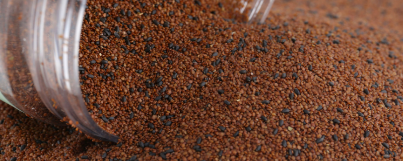 海藻籽要怎么栽培才能成盆景,海藻籽有什么功效和作用