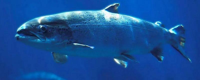 三文鱼的养殖技术，苗种放养 三文鱼养殖技术简介