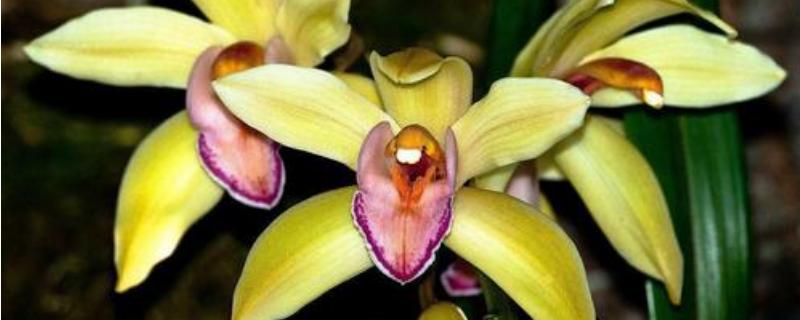 蕙兰花如何养殖，与一般兰花有什么区别