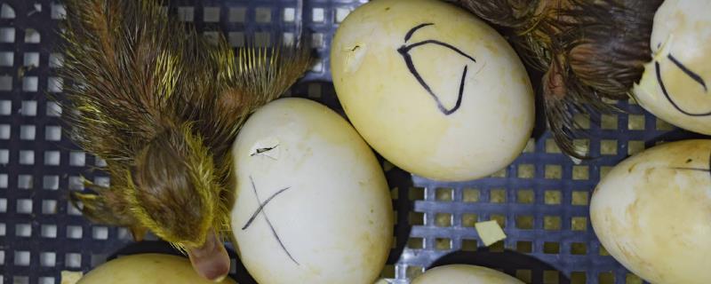 鸭的常用育雏技术，详细介绍3种方式（养鸭怎么育雏）