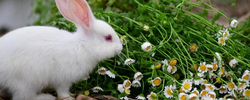 兔子的饲料配方有哪些,如何降低兔子的饲料成本