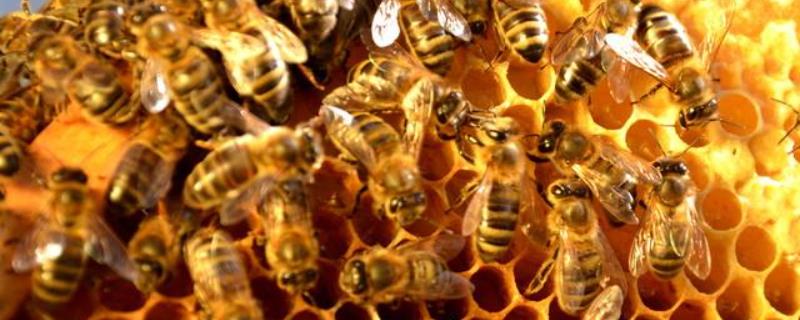 养蜜蜂的技巧及注意事项,附活框养蜂